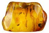 Fossil Fly (Diptera) and Beetle (Coleoptera) In Baltic Amber #173693-3
